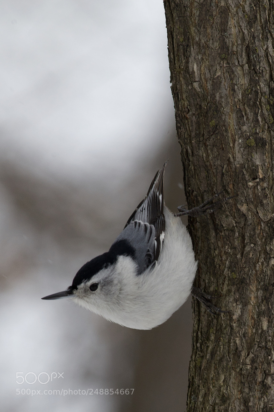 Canon EOS 6D sample photo. White breasted nuthatch photography