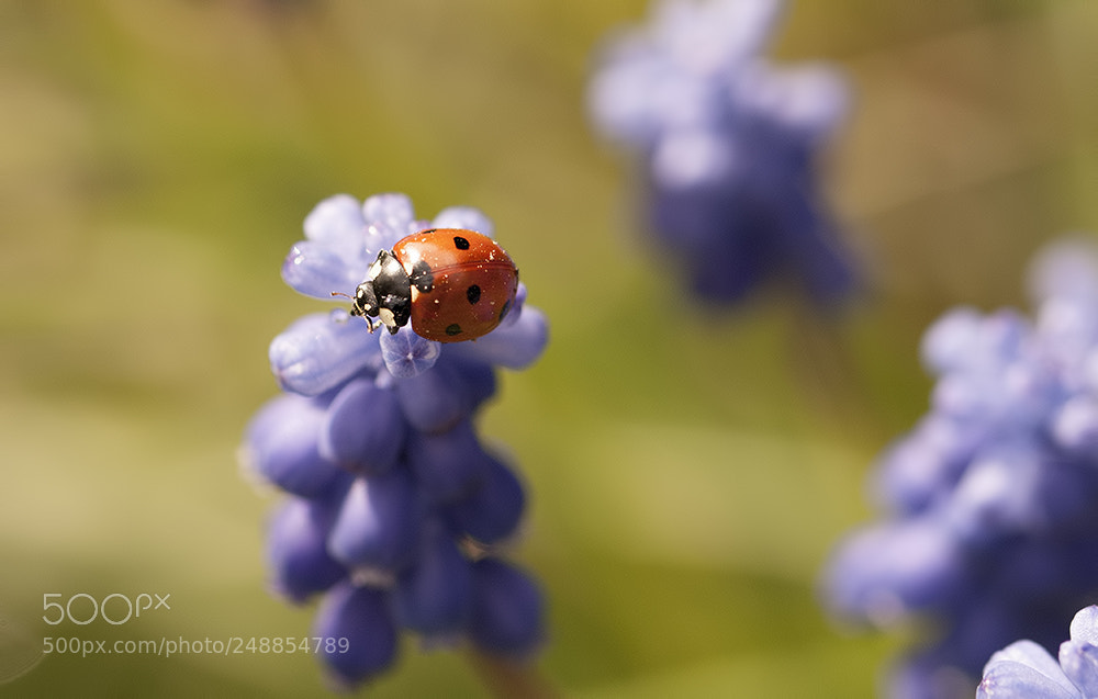 Sony Alpha DSLR-A200 sample photo. *** photography