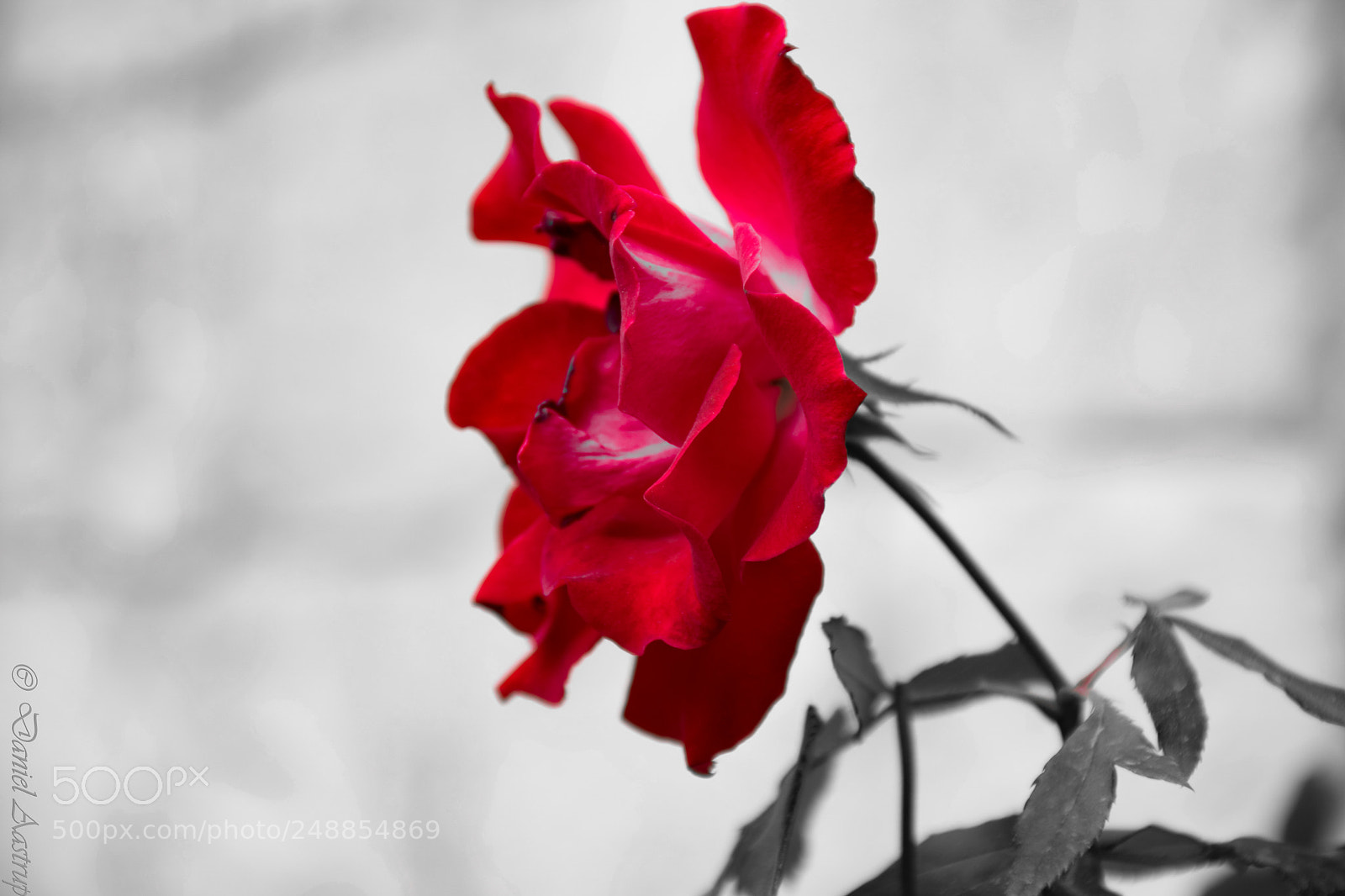 Nikon D5300 sample photo. Roses are red... photography