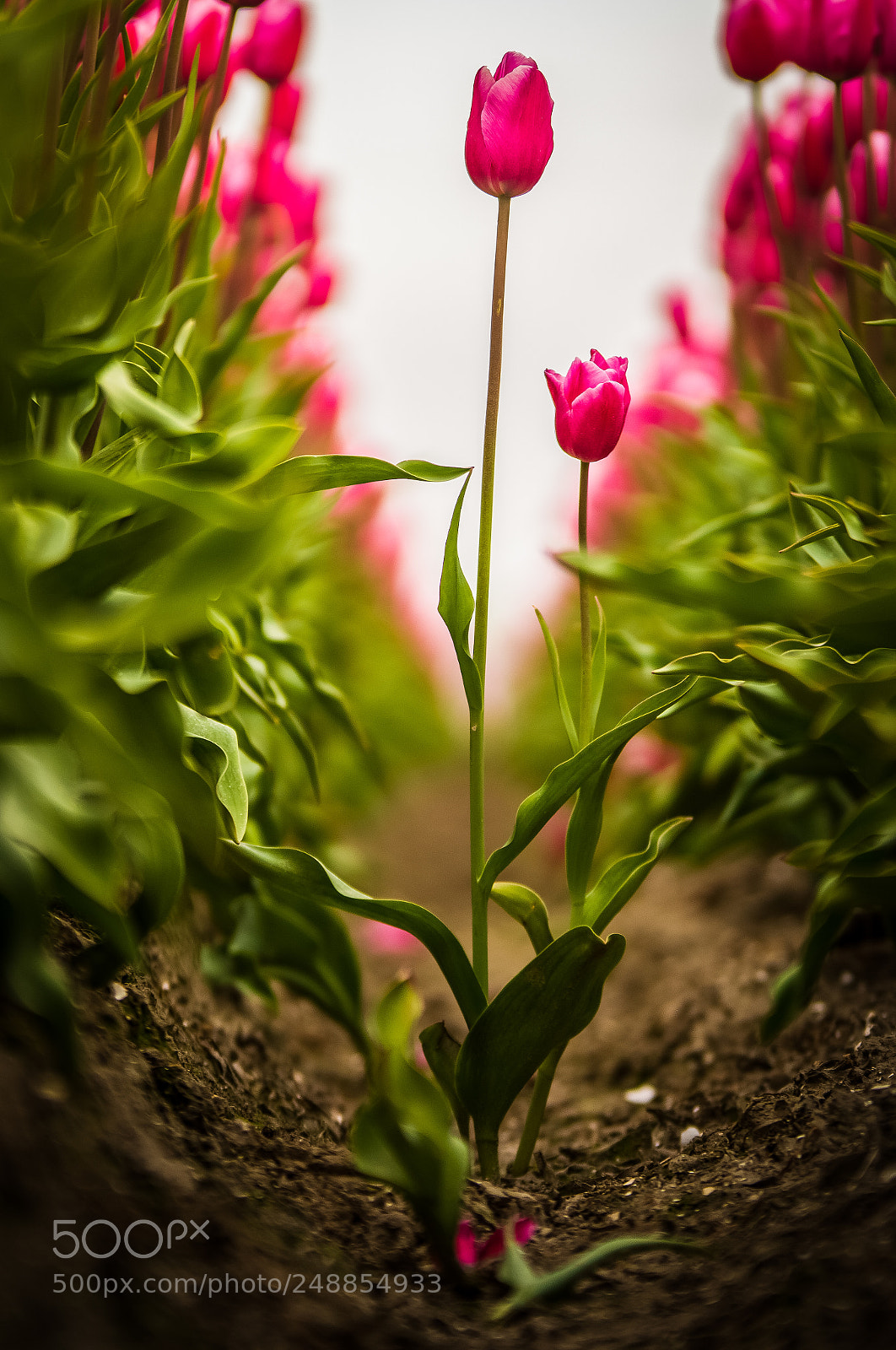 Nikon D7100 sample photo. Dsc 6631 photography
