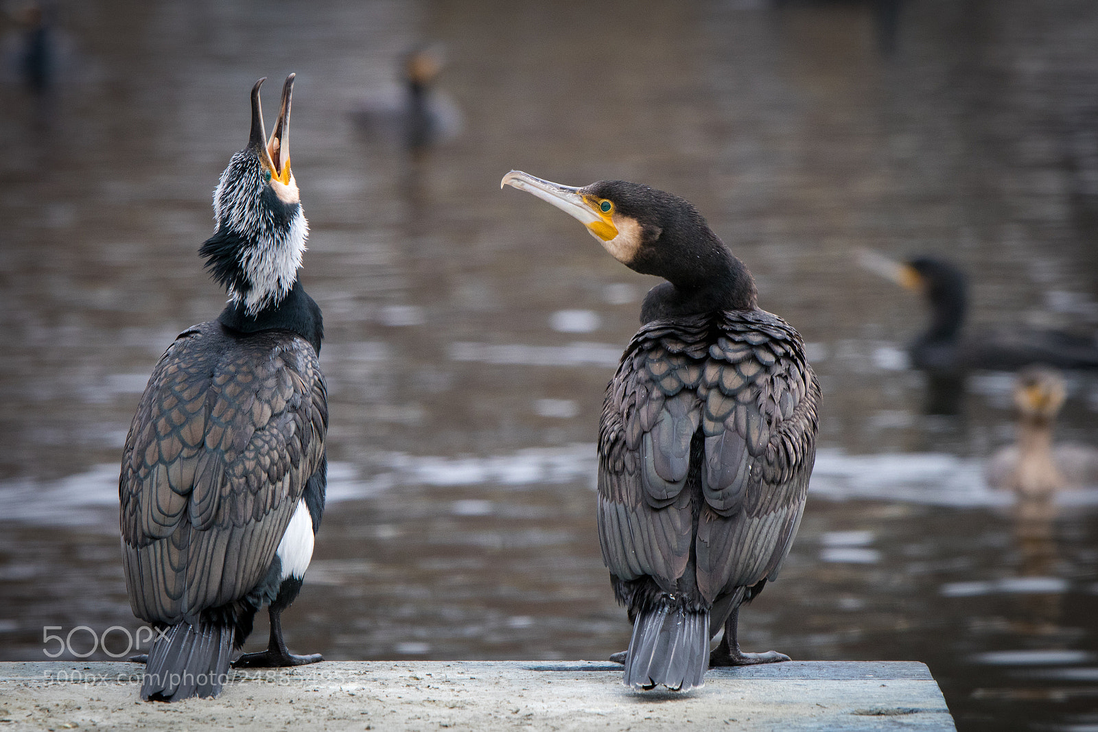 Canon EOS 80D sample photo. Cormorants photography