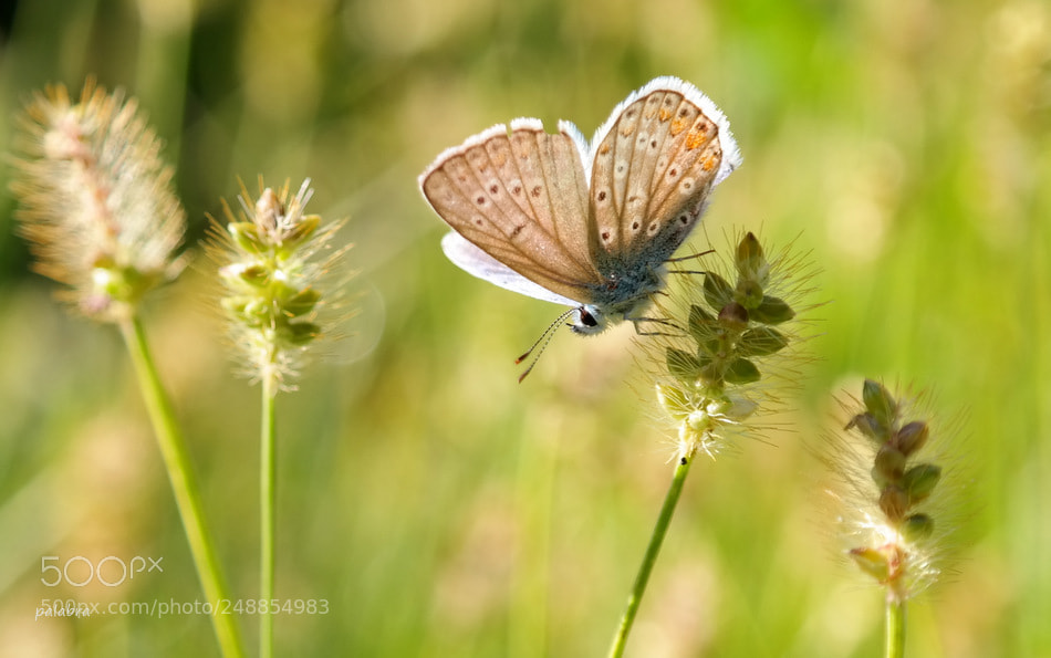 Samsung NX300 sample photo. ... photography