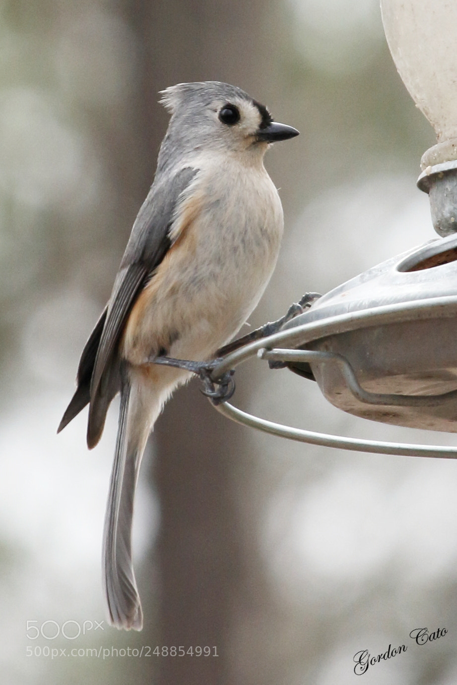 Canon EOS 40D sample photo. Finch 1 photography