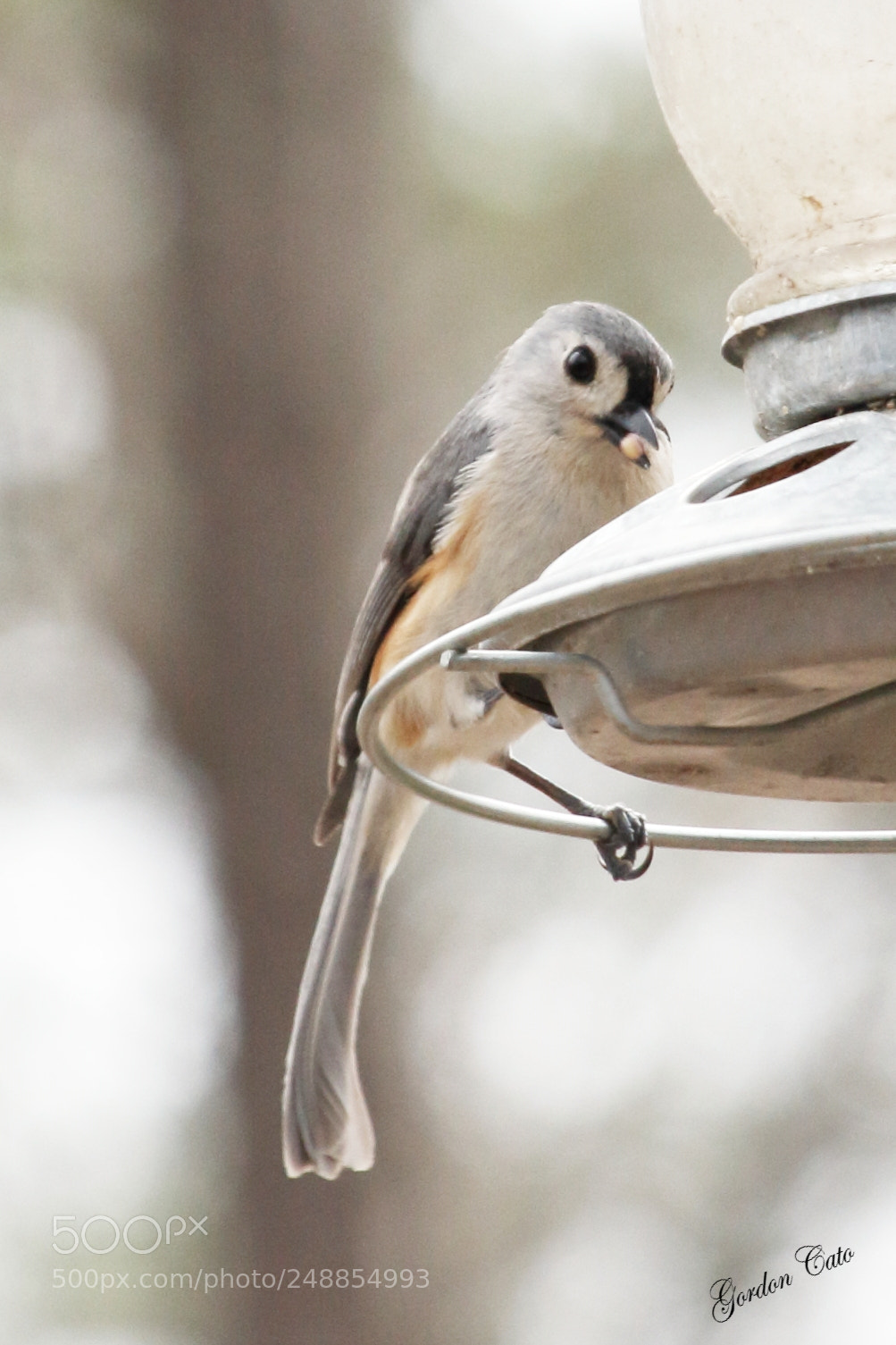 Canon EOS 40D sample photo. Finch 3 photography