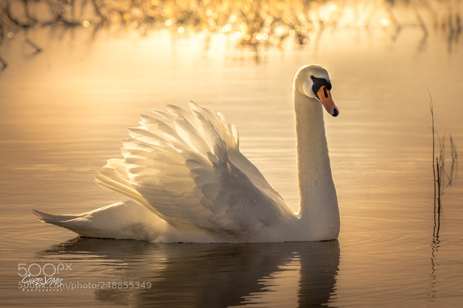 Canon EOS 7D Mark II sample photo. Sunset swan photography