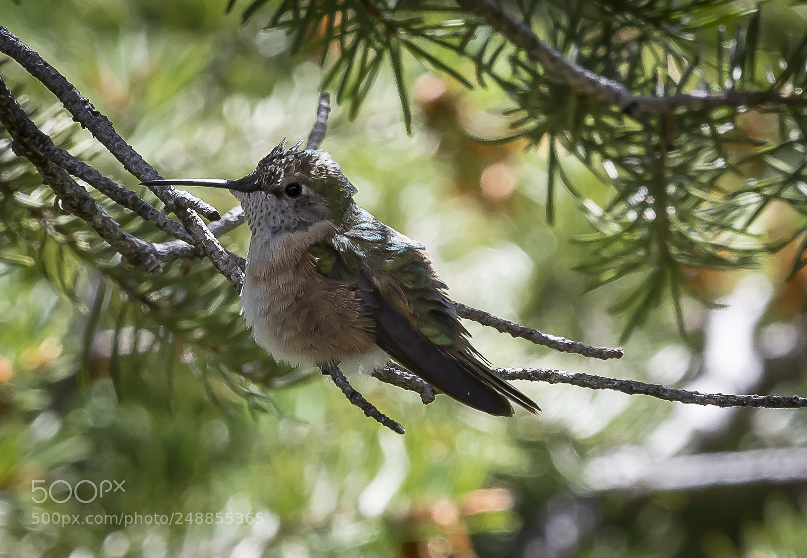 Nikon D7100 sample photo. Broad-tailed hummingbird photography