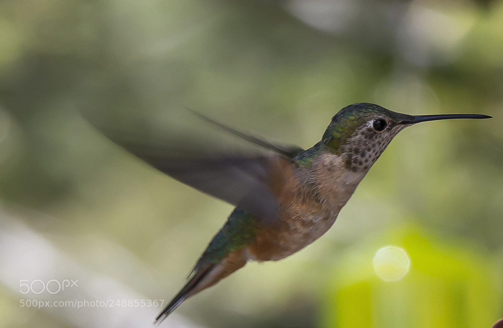 Nikon D7100 sample photo. Broad-tailed hummingbird photography