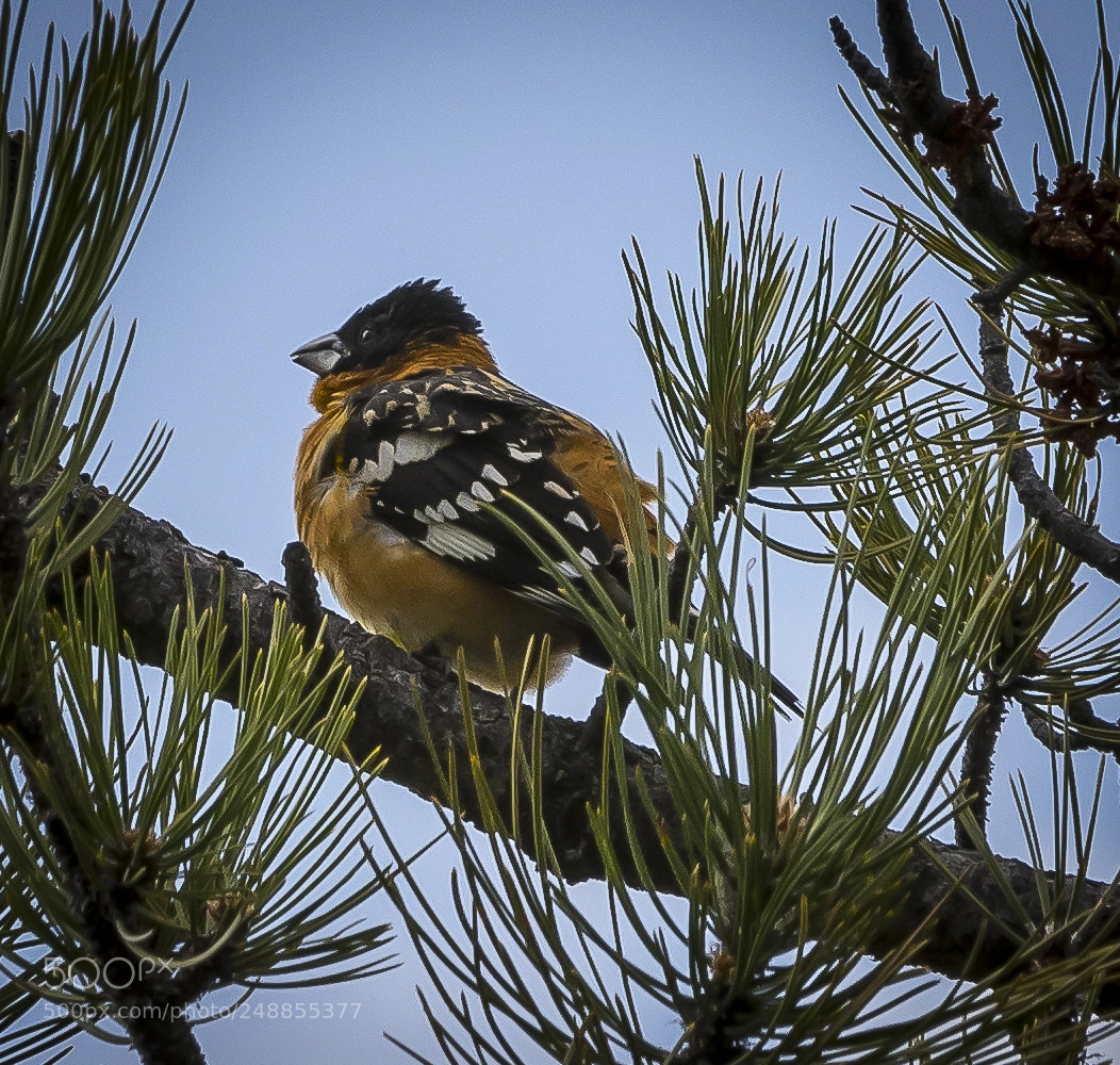 Nikon D7100 sample photo. Black-headed grosbeak photography