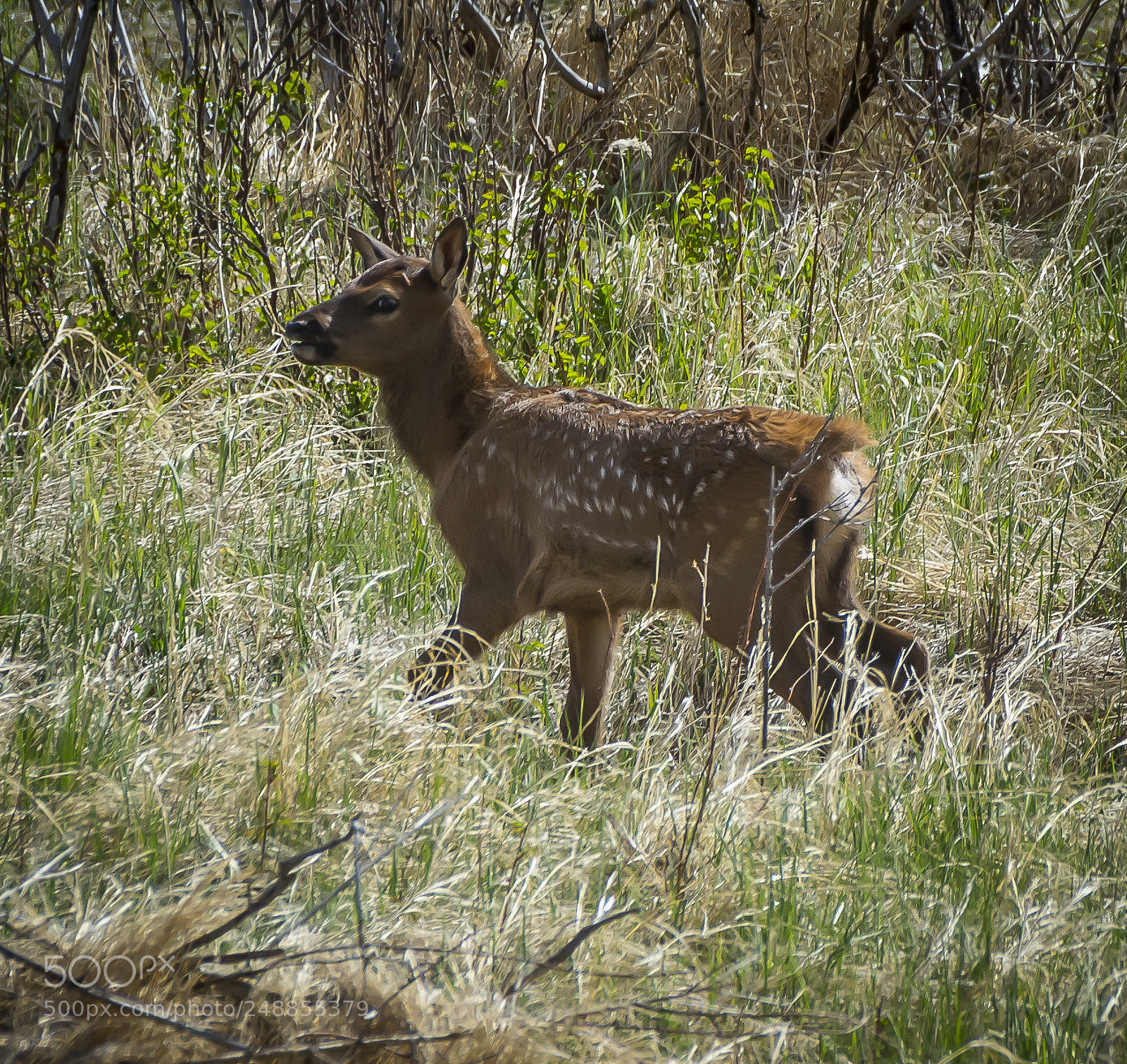 Nikon D7100 sample photo. Rocky mountain elk calf photography