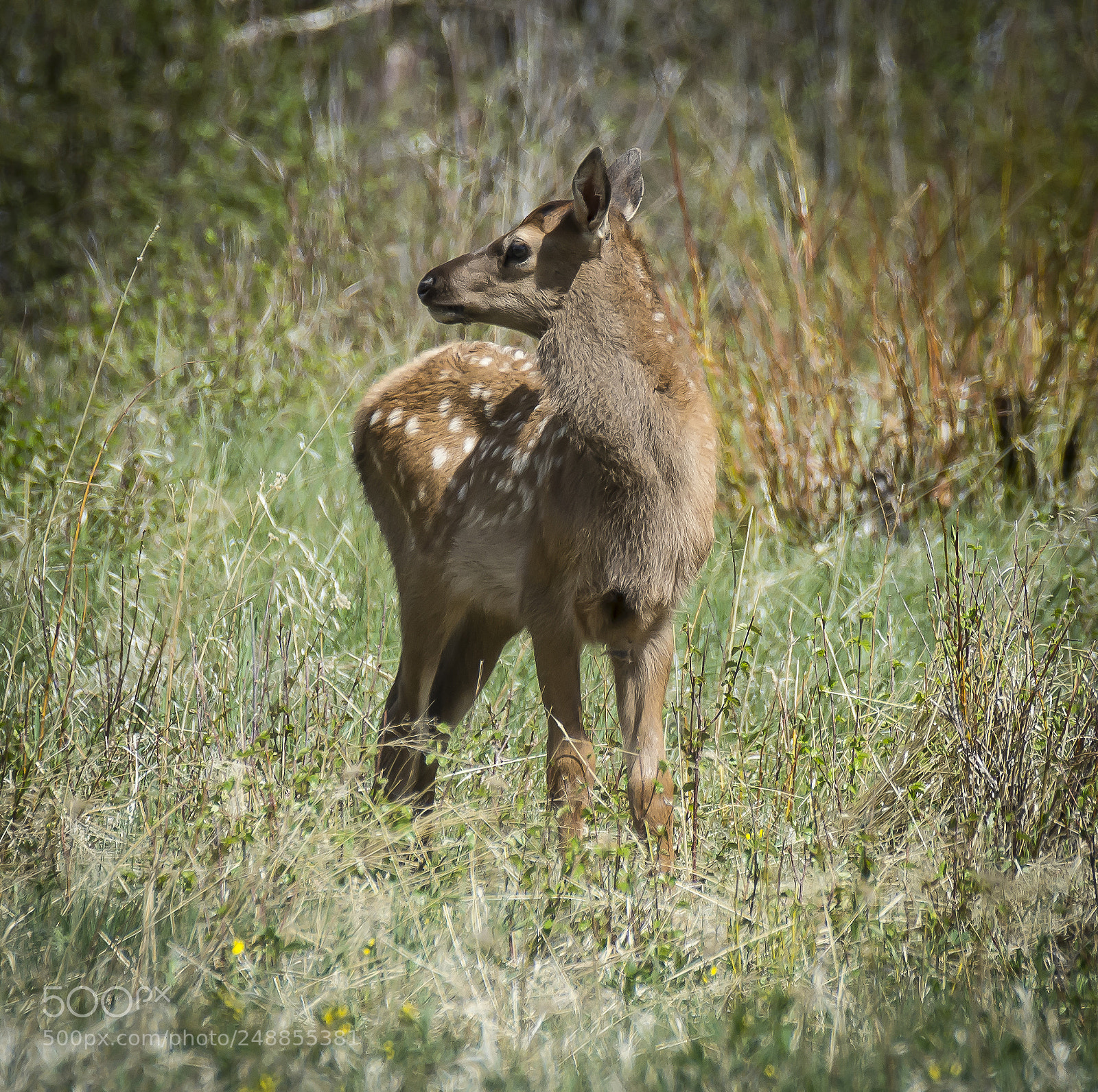 Nikon D7100 sample photo. Rocky mountain elk calf photography