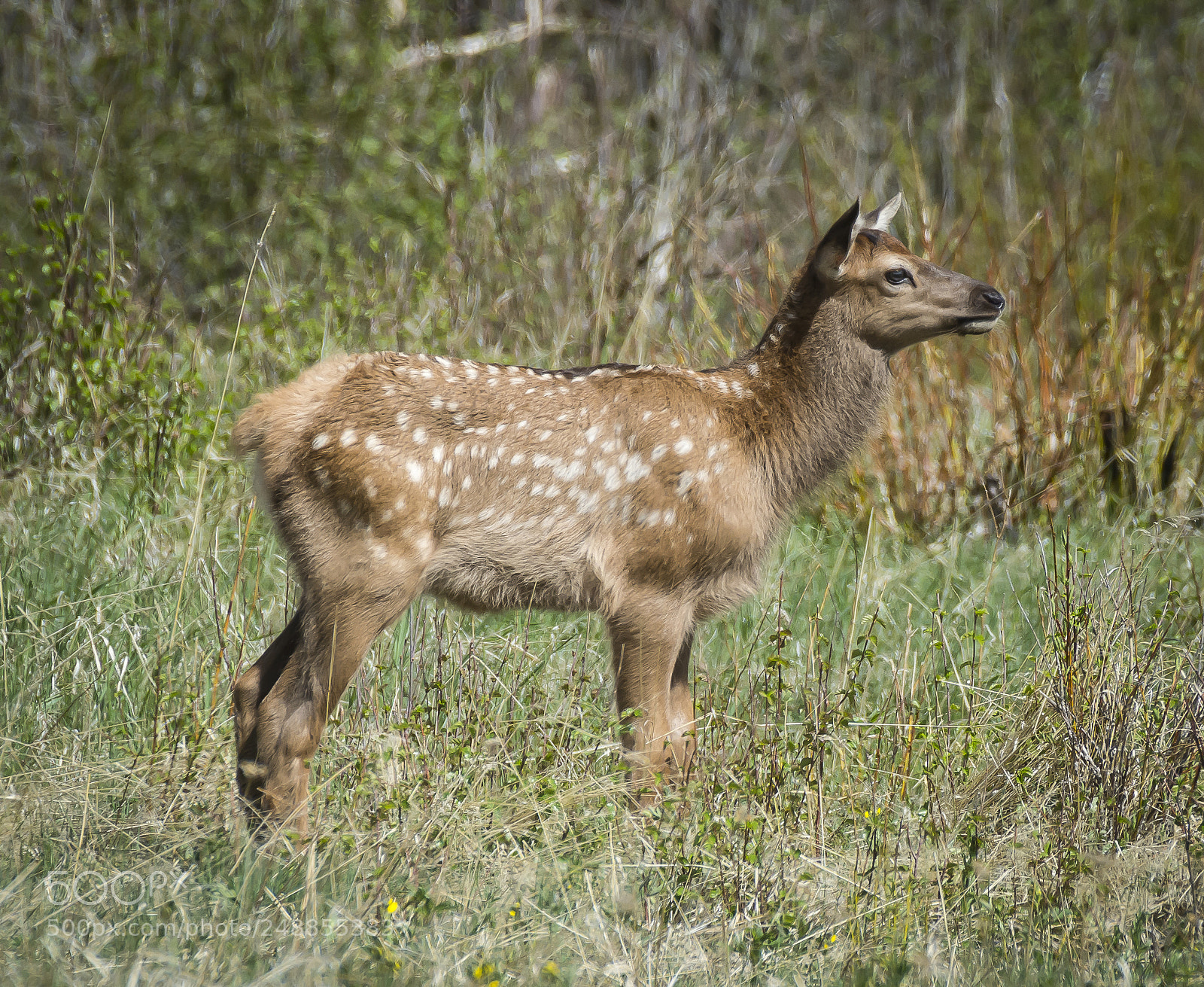 Nikon D7100 sample photo. Rocky mountain elk calf photography