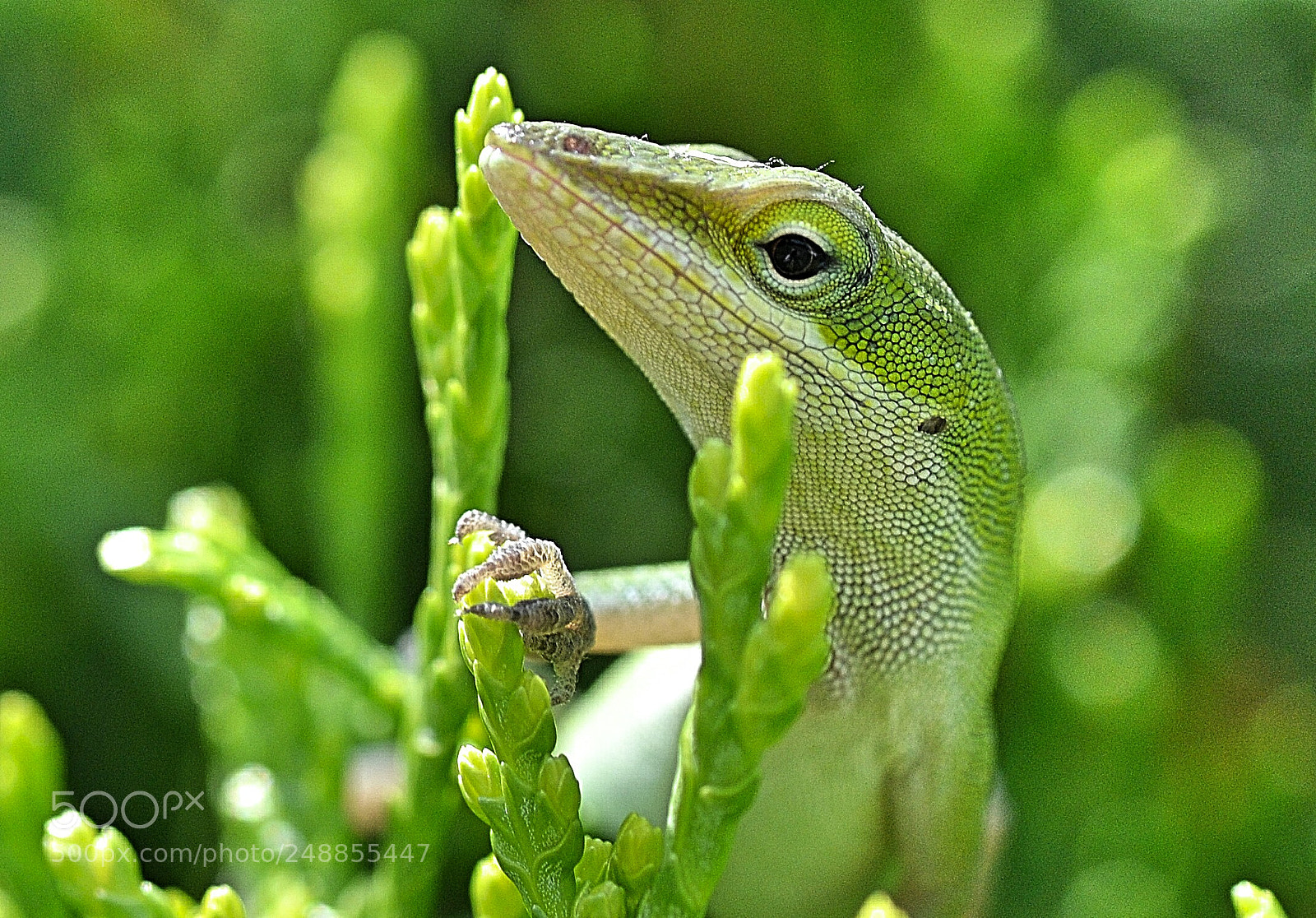 Nikon D3100 sample photo. Lizard king photography