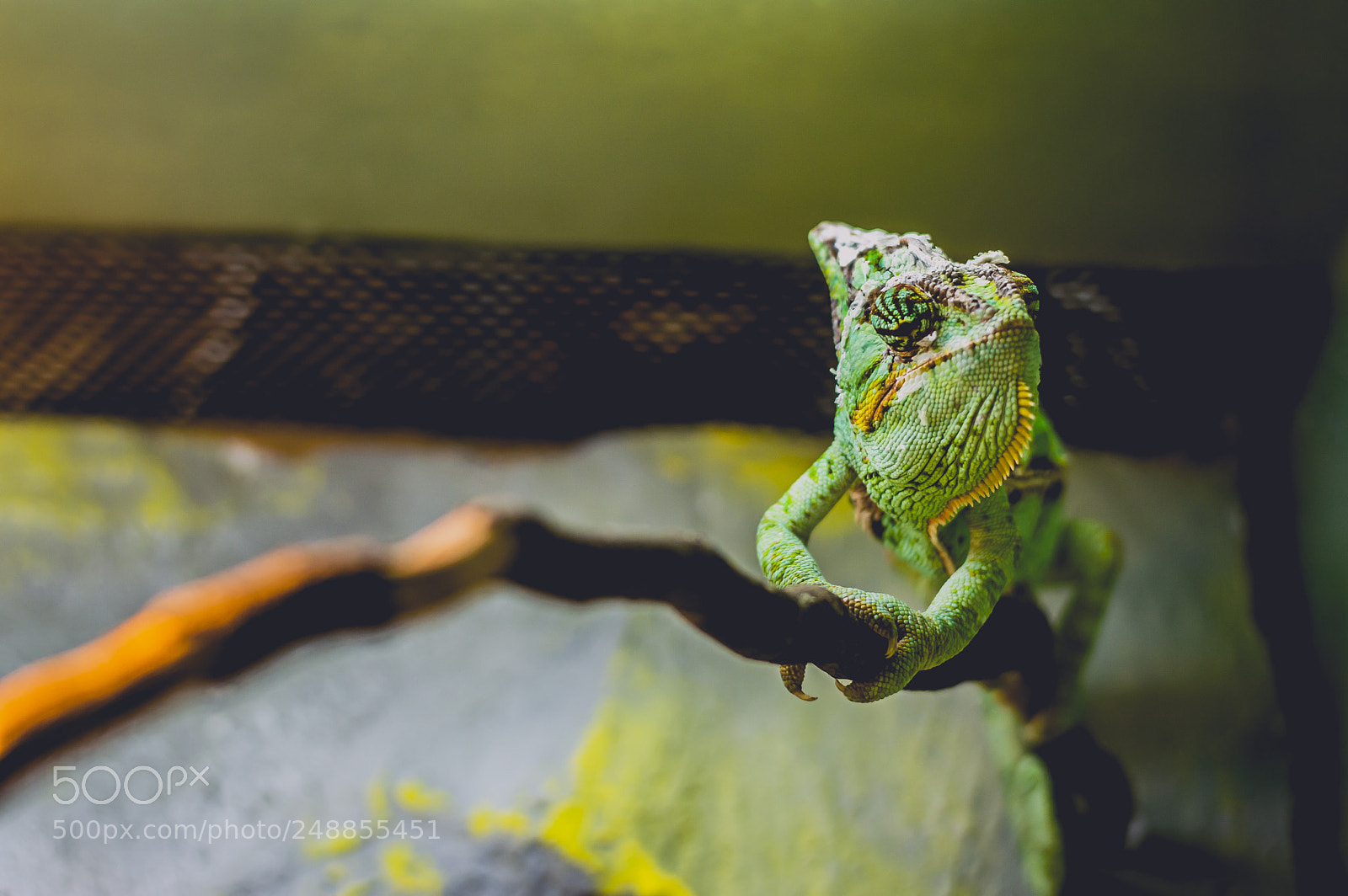 Nikon D3200 sample photo. Chameleon! photography