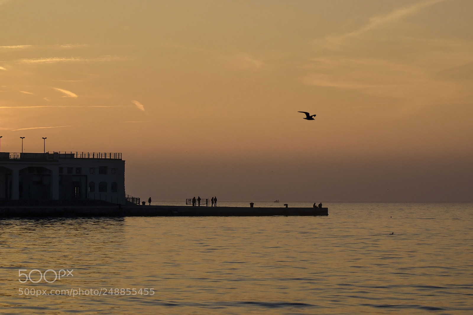 Nikon D7000 sample photo. Solitary flight photography