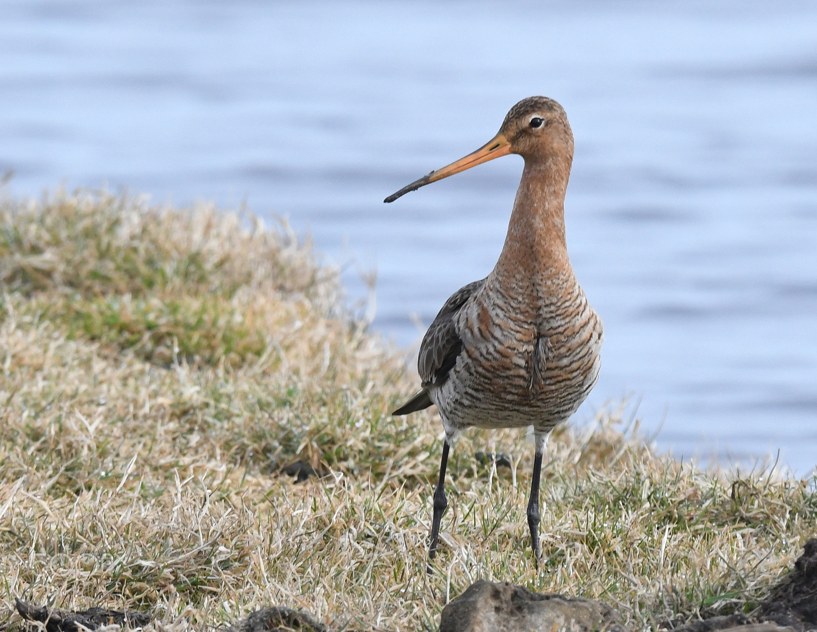 Sigma 150-600mm F5-6.3 DG OS HSM | S sample photo. Black-tailed godwit (limosa limosa) photography