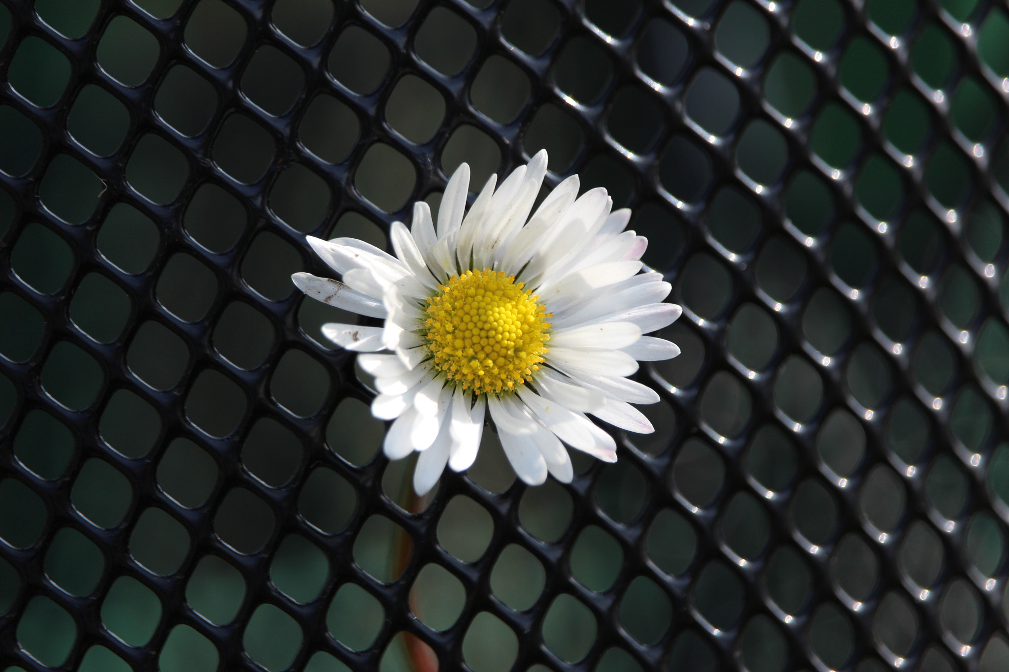Canon EF-S 55-250mm F4-5.6 IS STM sample photo. Margherita photography