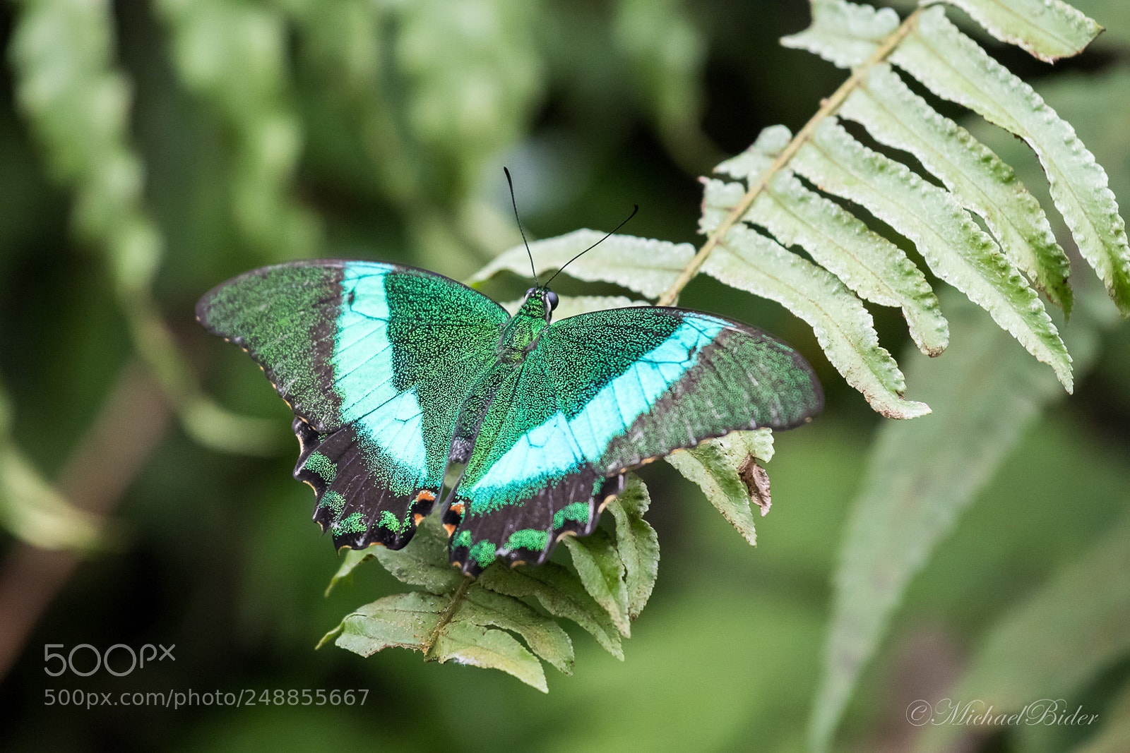 Canon EOS 80D sample photo. Butterfly photography