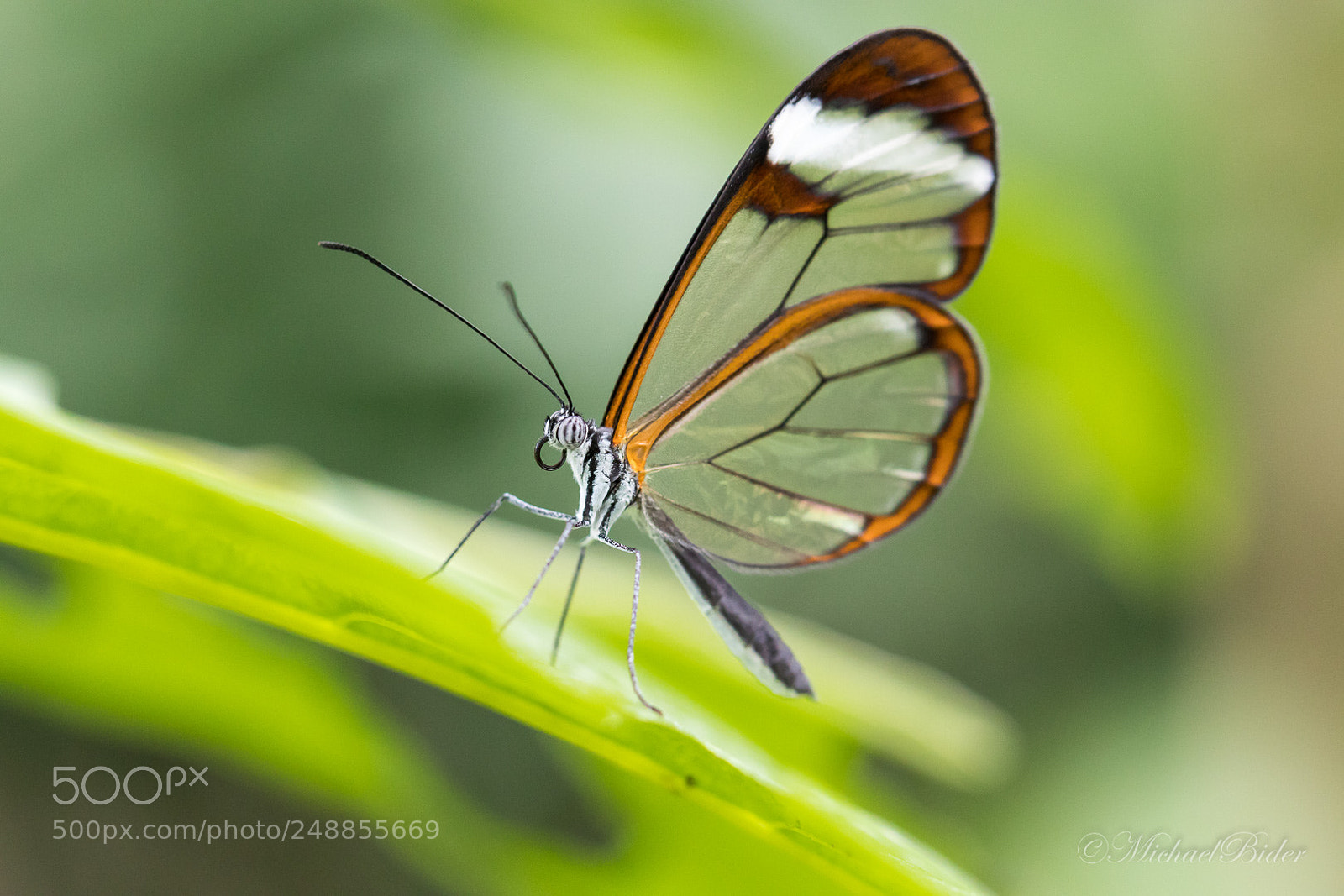Canon EOS 80D sample photo. Butterfly photography