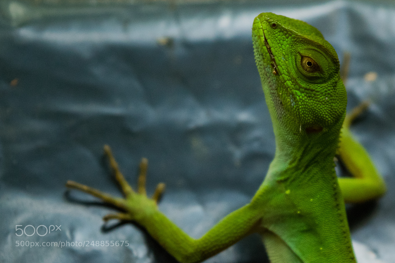 Nikon D5300 sample photo. Lizard photography
