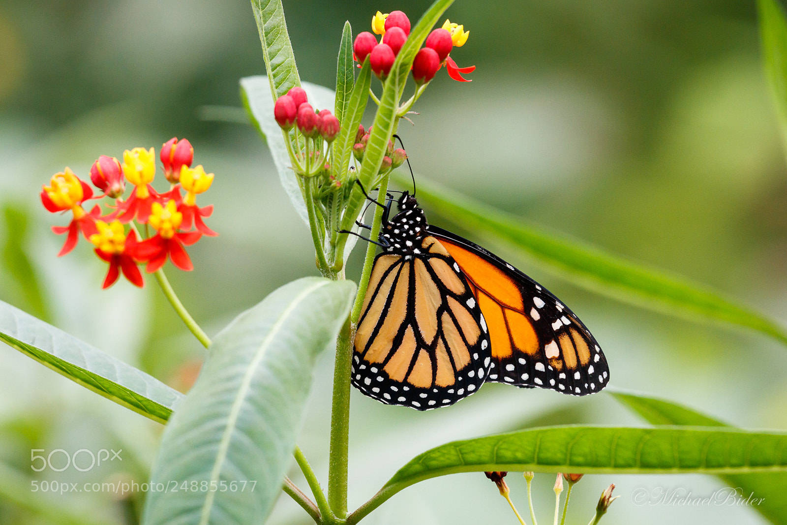 Canon EOS 80D sample photo. Butterfly photography