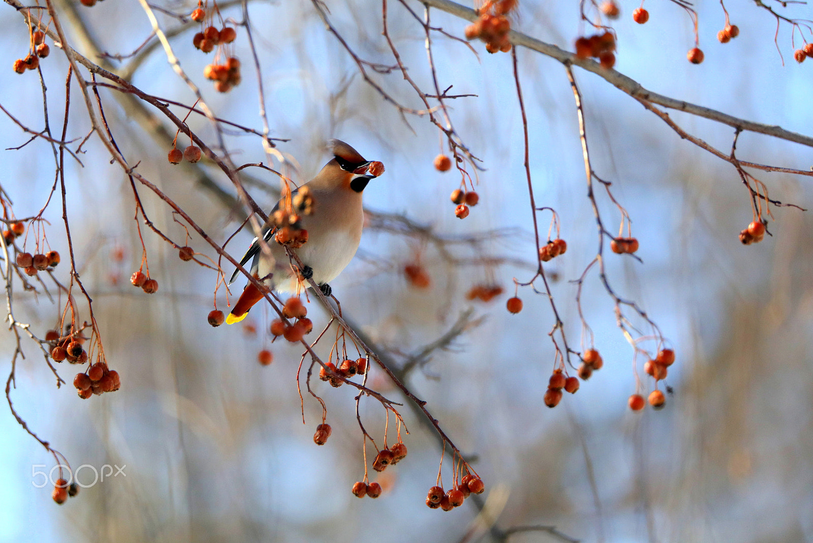 Tamron SP 150-600mm F5-6.3 Di VC USD sample photo. Happy waxwings! photography