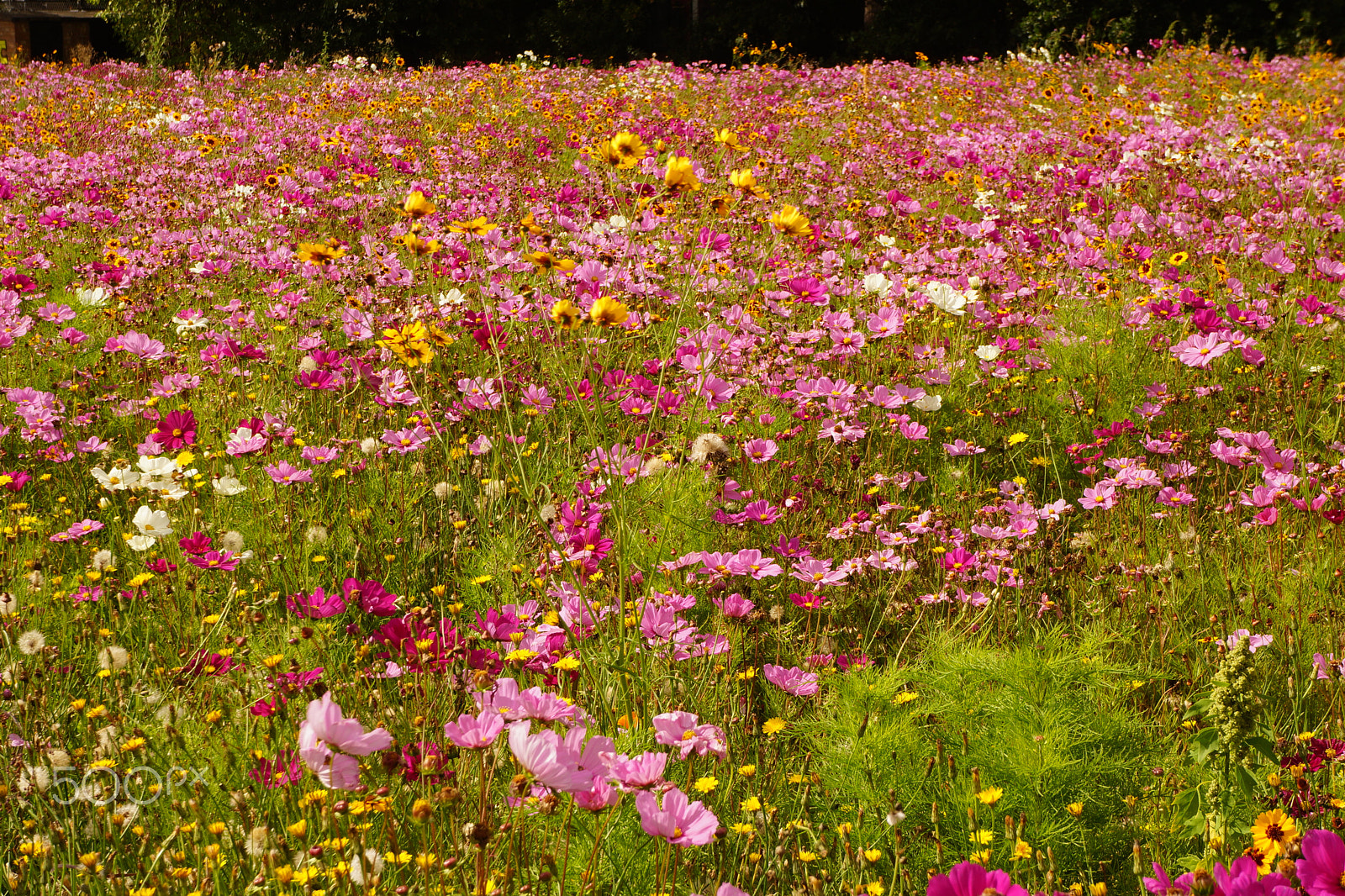 Sony E 18-55mm F3.5-5.6 OSS sample photo. Wild meadow photography