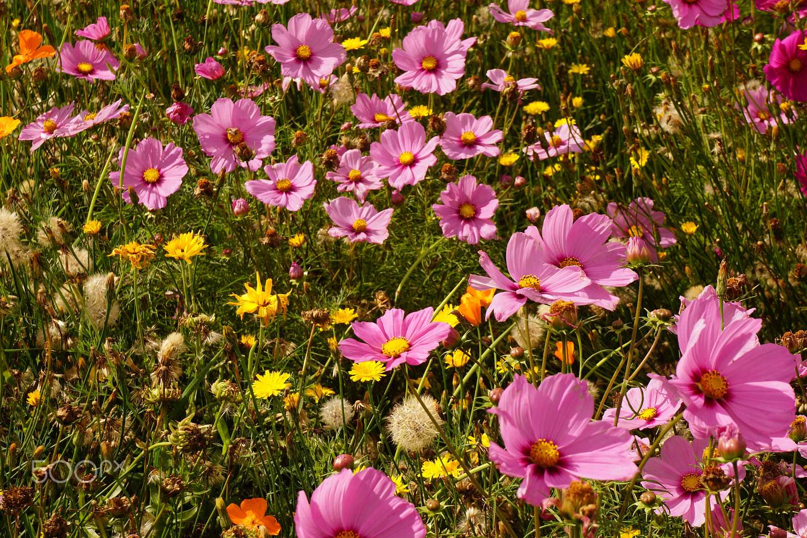 Sony E 18-55mm F3.5-5.6 OSS sample photo. Wild meadow photography