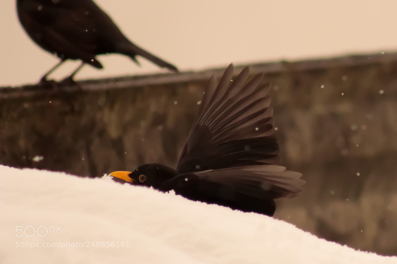 Canon EOS 600D (Rebel EOS T3i / EOS Kiss X5) sample photo. Black bird photography