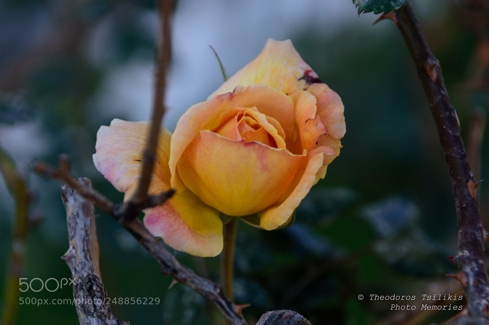 Nikon D7200 sample photo. Romance photography