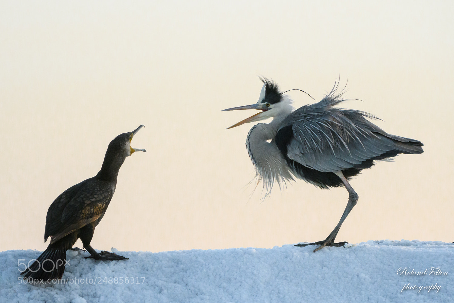 Nikon D500 sample photo. An animated discussion photography