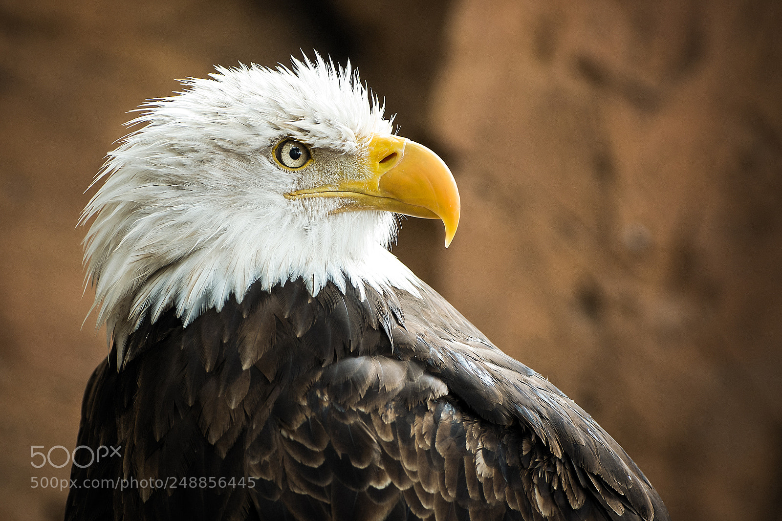 Nikon D7100 sample photo. Bald eagle photography