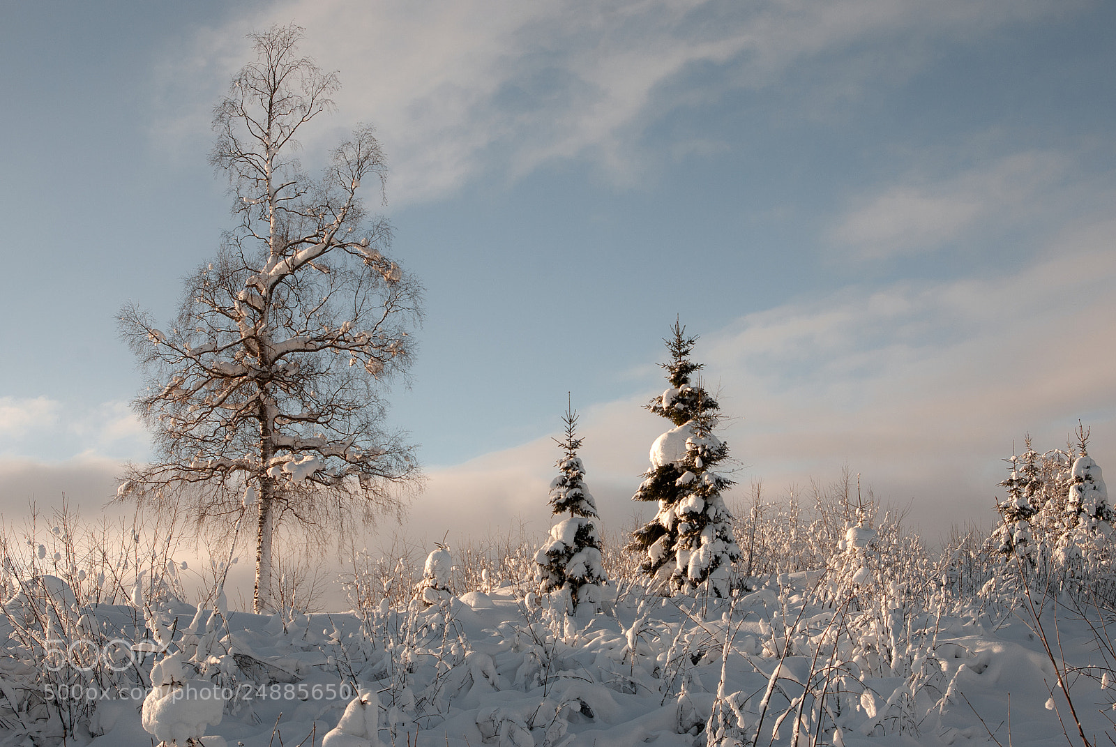 Nikon D80 sample photo. After snowfall photography