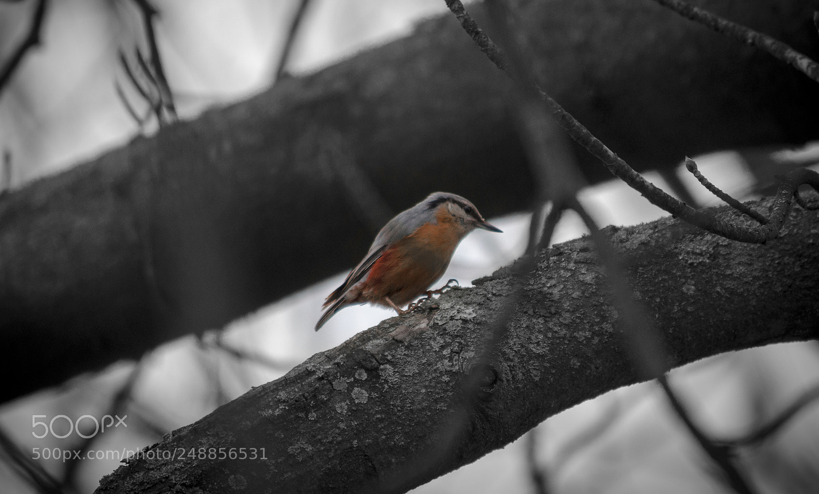 Nikon D5100 sample photo. Nuthatch photography