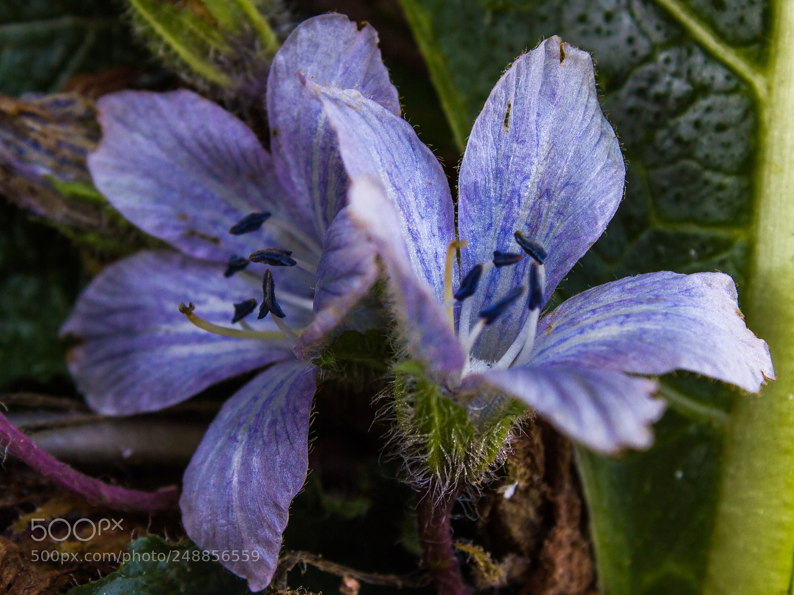 Canon EOS 600D (Rebel EOS T3i / EOS Kiss X5) sample photo. Blue dragon photography