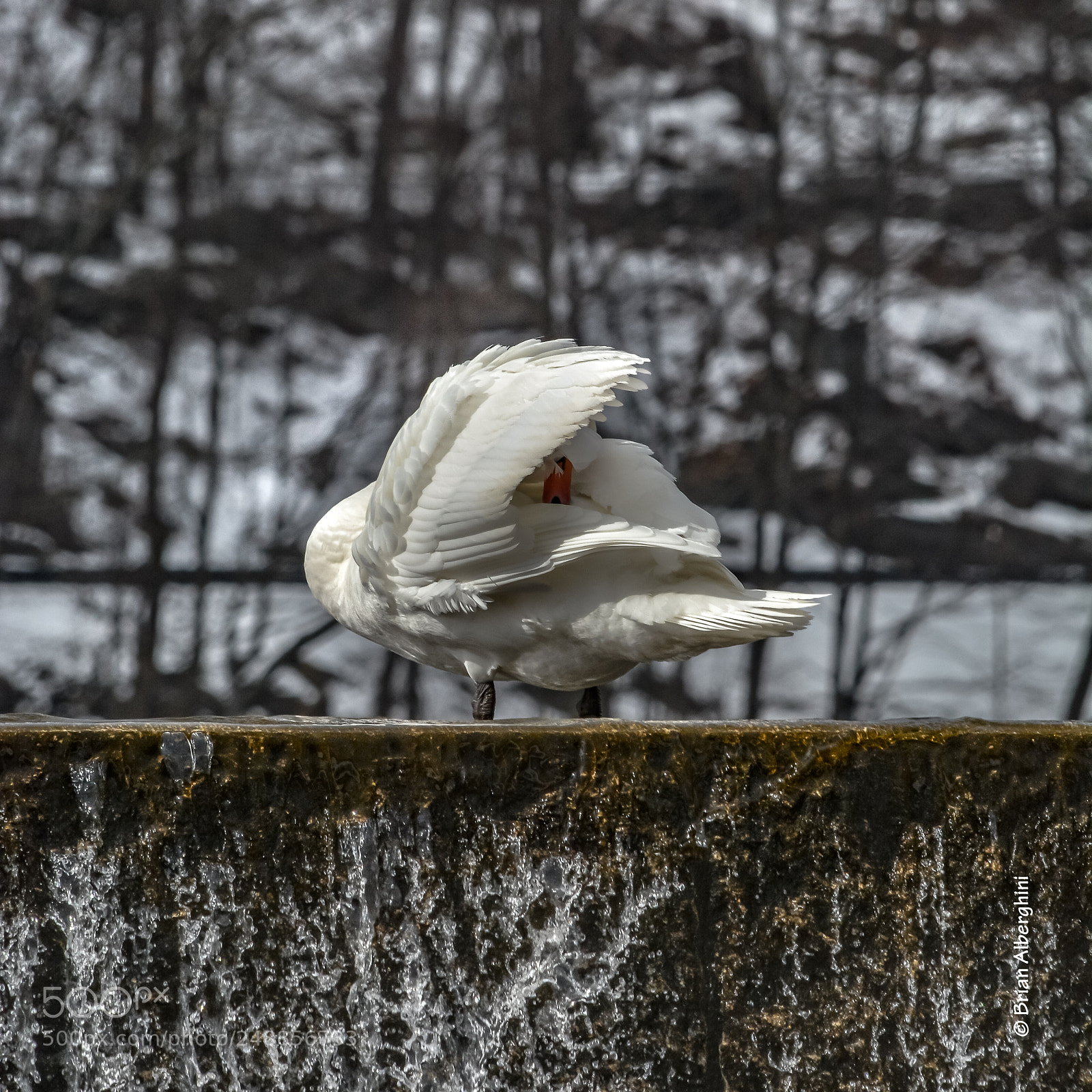 Nikon D7100 sample photo. Peek a boo photography