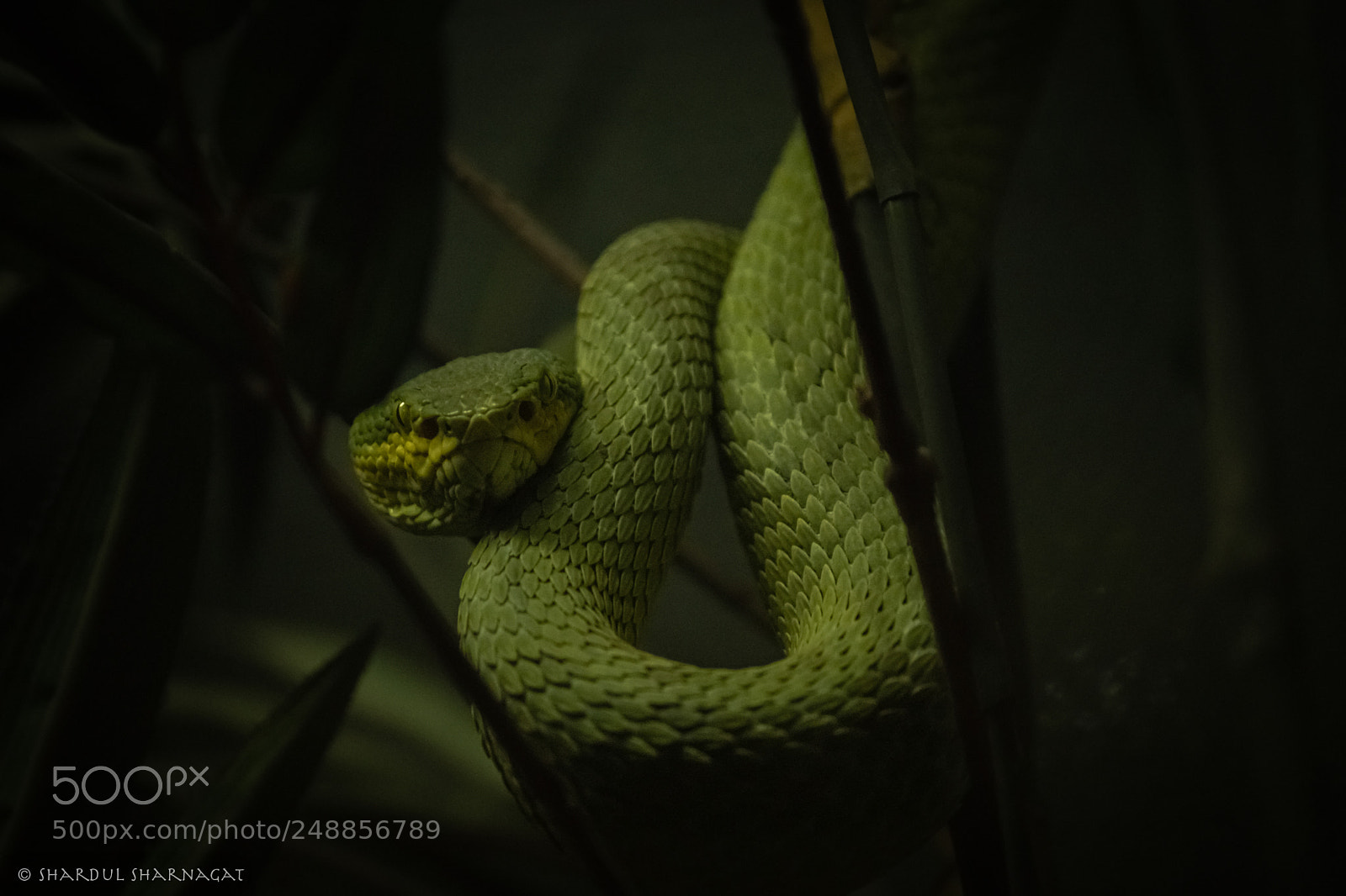 Canon EOS 80D sample photo. Pit viper photography