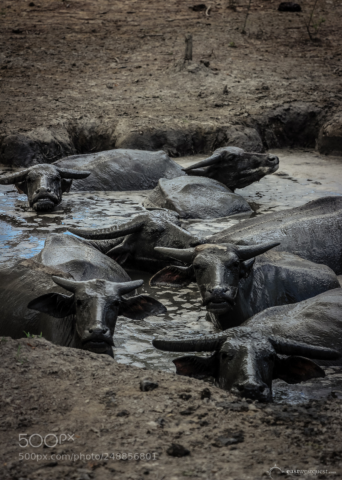 Canon EOS 700D (EOS Rebel T5i / EOS Kiss X7i) sample photo. Cooling in the mud photography