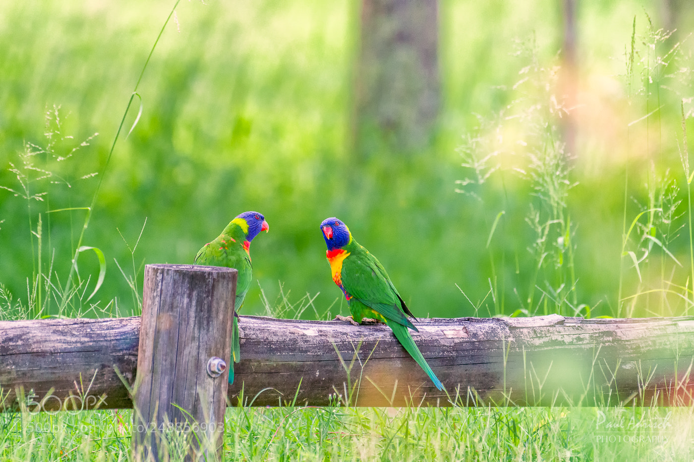 Nikon D500 sample photo. Rainbow lorikeets photography