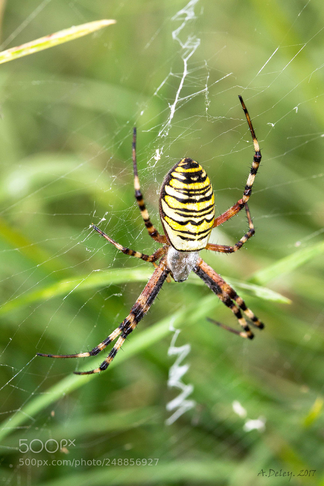 Canon EOS 700D (EOS Rebel T5i / EOS Kiss X7i) sample photo. Wasp spider photography