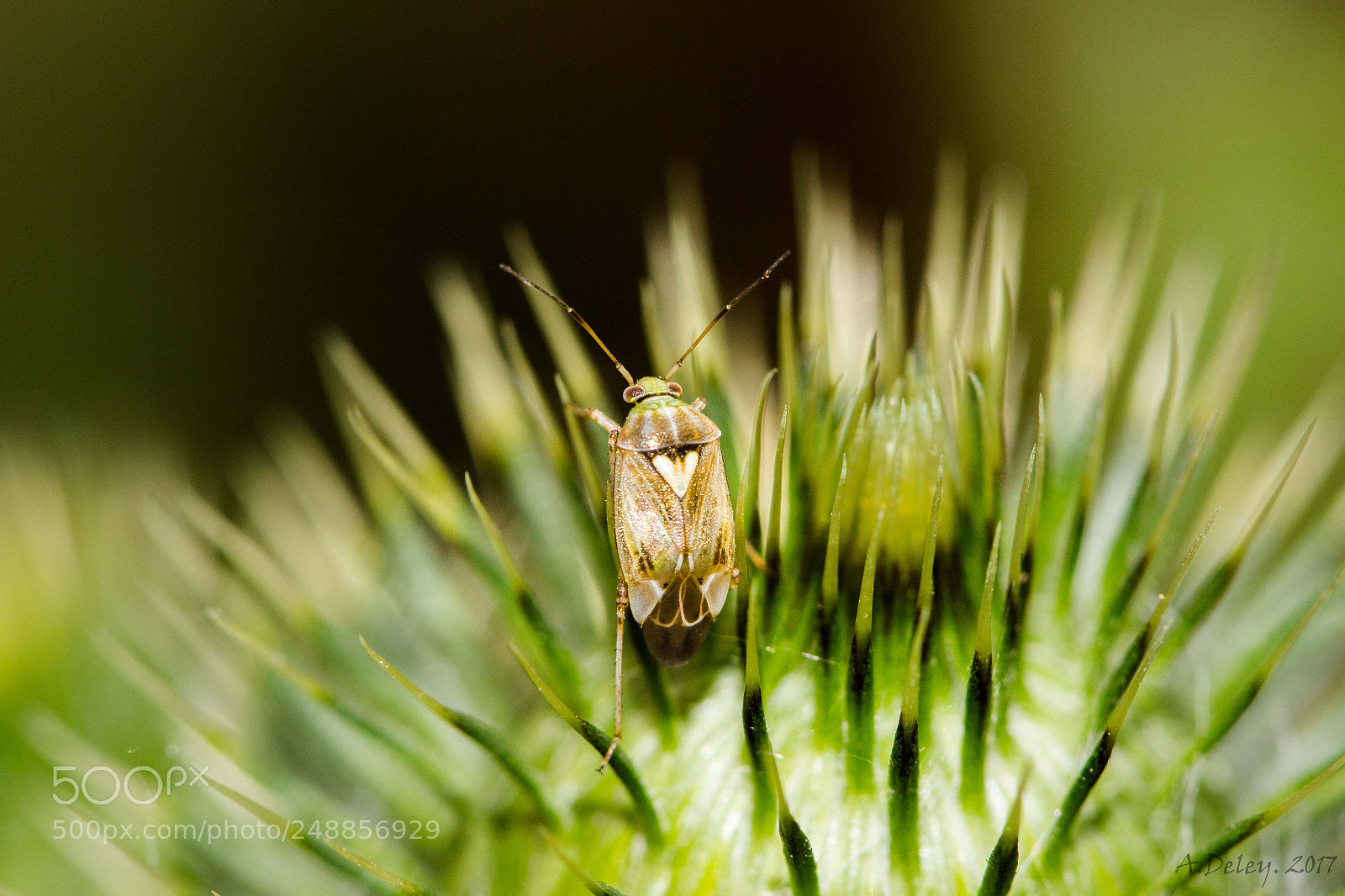 Canon EOS 700D (EOS Rebel T5i / EOS Kiss X7i) sample photo. Plantbug on thistle photography