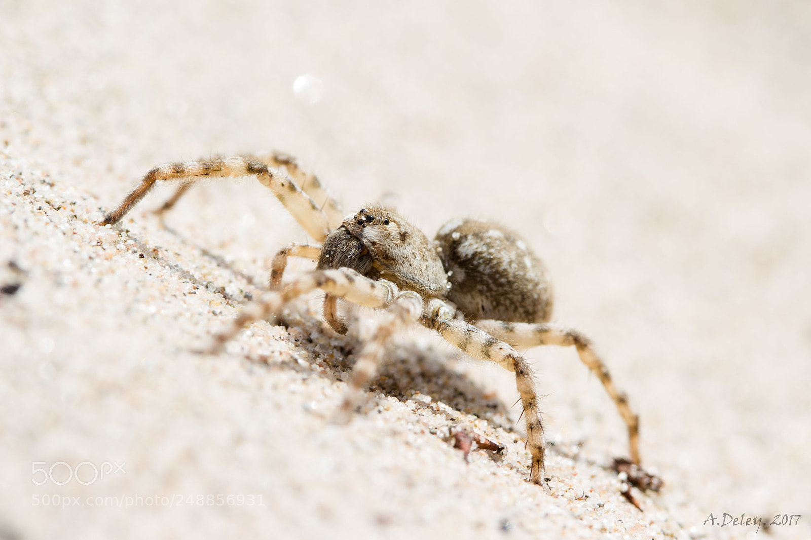 Canon EOS 700D (EOS Rebel T5i / EOS Kiss X7i) sample photo. Wolf spider photography