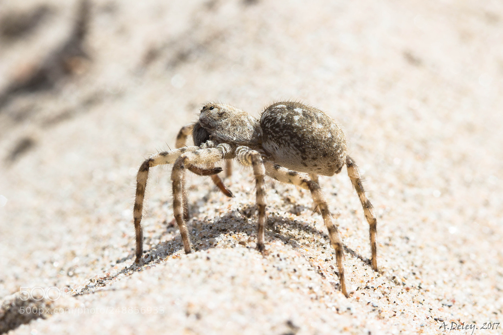 Canon EOS 700D (EOS Rebel T5i / EOS Kiss X7i) sample photo. Wolf spider on sand photography