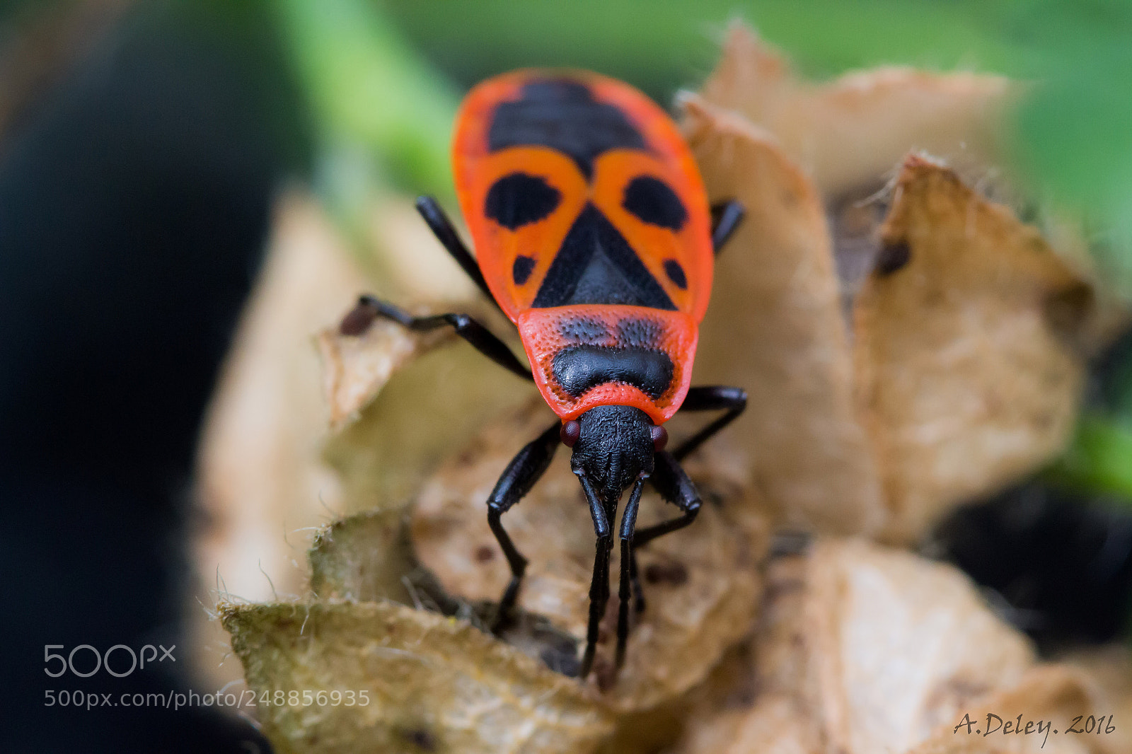Canon EOS 700D (EOS Rebel T5i / EOS Kiss X7i) sample photo. Firebug on malva photography