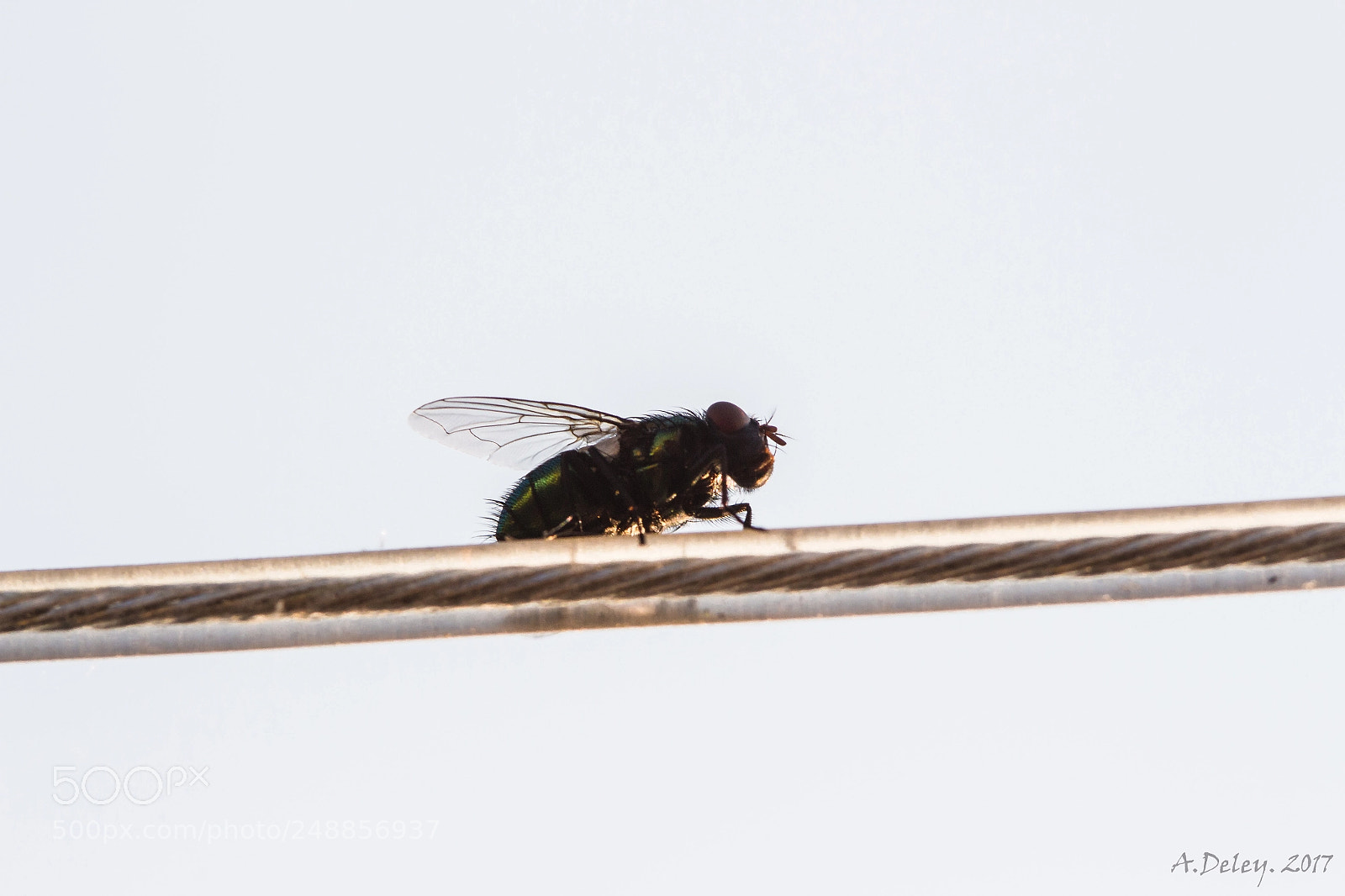 Canon EOS 700D (EOS Rebel T5i / EOS Kiss X7i) sample photo. Fly on a thick photography