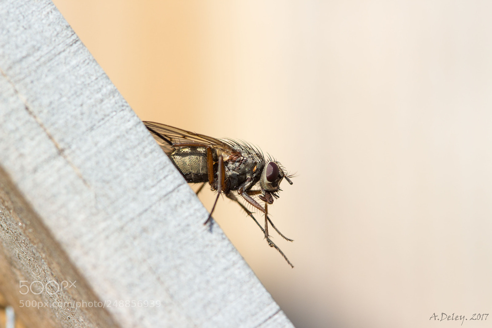 Canon EOS 700D (EOS Rebel T5i / EOS Kiss X7i) sample photo. Diagonal fly photography