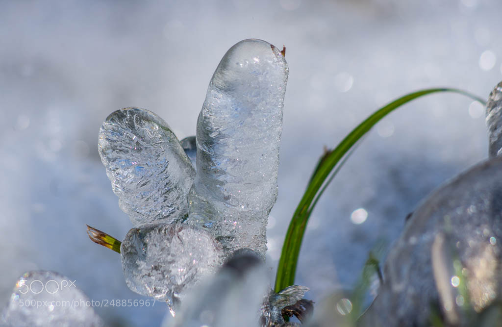 Pentax K-5 II sample photo. Les doigts de glace photography