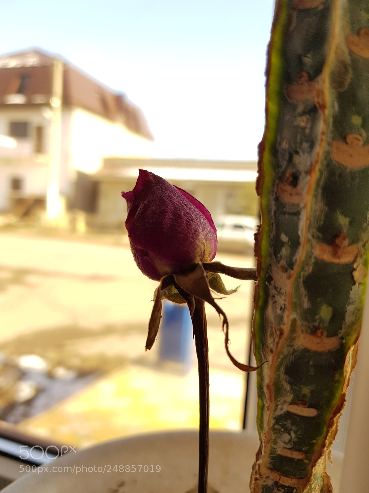 Samsung Galaxy S8 sample photo. Untitled photography