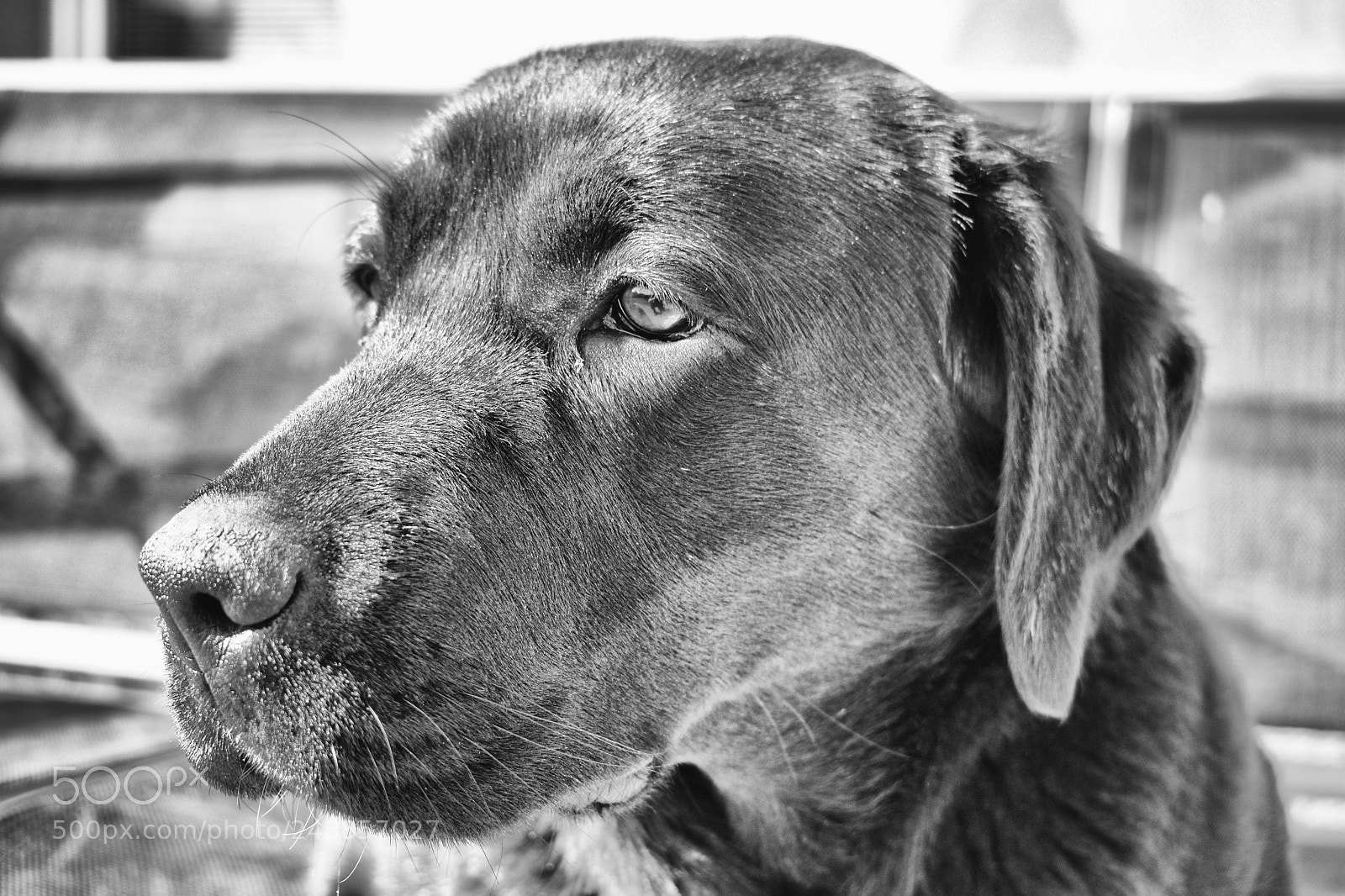 Nikon D3300 sample photo. The dog.... photography