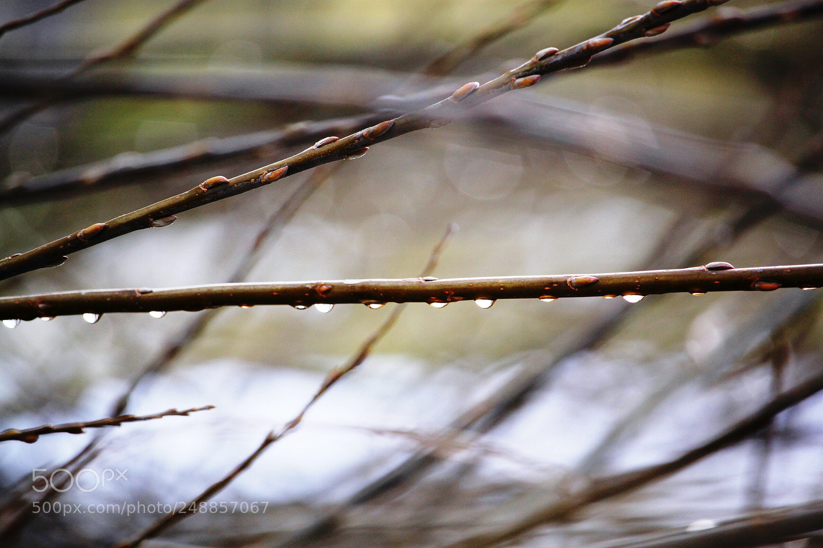 Canon EOS 500D (EOS Rebel T1i / EOS Kiss X3) sample photo. Spring outdoors photography