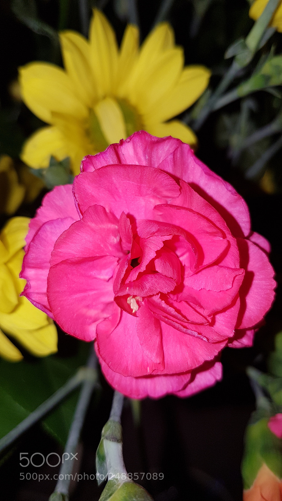 Samsung Galaxy S7 sample photo. Red flower photography